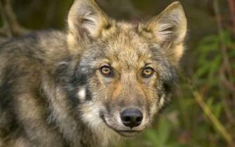 Wallpaper Wolf Timber Mug Hunting Sight Ultra HD 4k