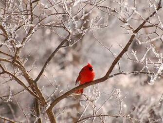 Beautiful Birds Wallpaper Pictures