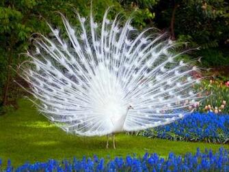 World S All Amazing Things Pictures Image And Wallpaper