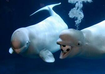 Beluga Whale HD Wallpaper 7wallpaper Net