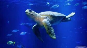 Sea Turtle