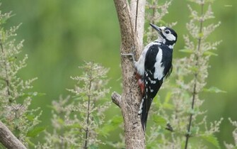 Woodpecker Wallpaper Animal