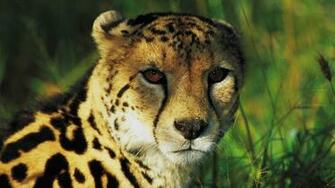 King Cheetah Wallpaper
