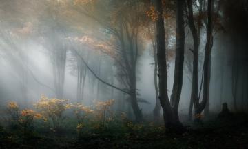 Fog HD Wallpaper Background Image