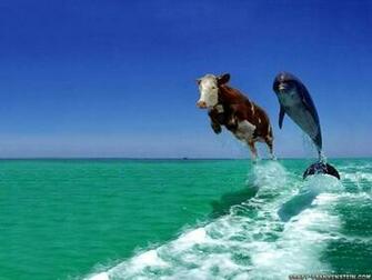 Cool Wallpaper Funny Animal