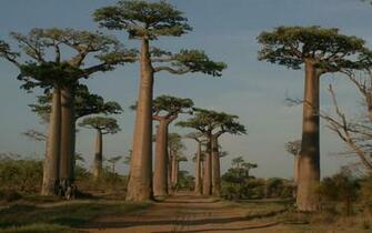 Bao Babs Avenue Madagascar Wallpaper