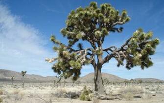 Everything National Park Aarde Joshua Tree