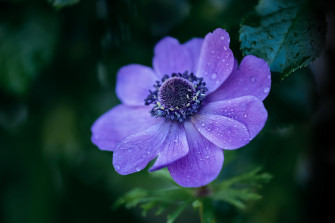 Purple Flower Nature Anemone HD Wallpaper