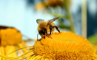 Bee Wallpaper