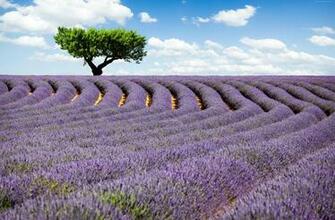 France Lavender Field Tree 4k Meadows