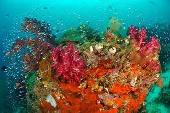 Desktop HD Wallpaper S Coral Reef