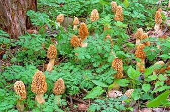 Morel Mushroom En Wikipedia Org Edit Here S A Good Pic Of Some