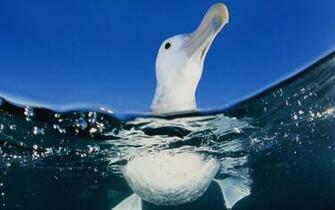 Albatross HD Wallpaper Background Image