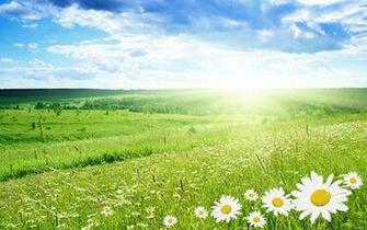 Daisy Field In Summer Wallpaper