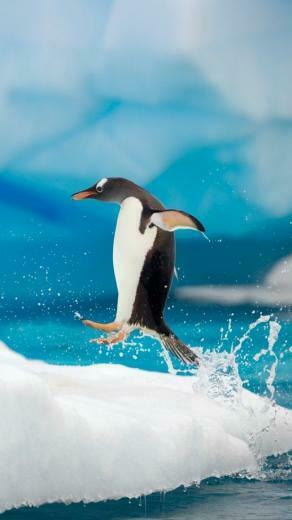 Penguin Jumping iPhone Wallpaper HD iPhonewalls