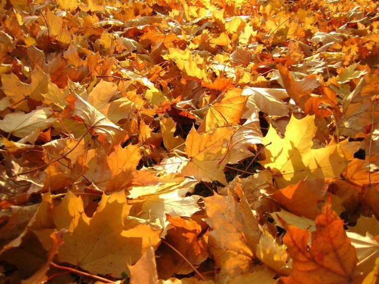 Fall Autumn Myspace Background For