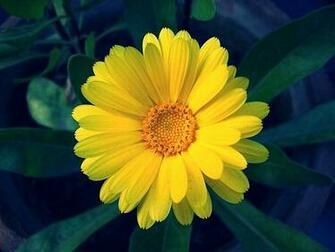 To Pour Wallpaper Site 3dwallpaper Spot Best Yellow