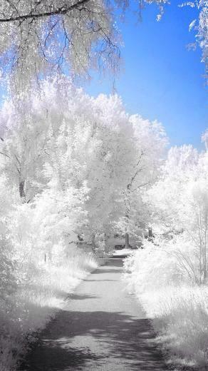 Winter Path iPhone Background