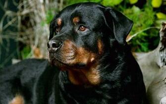 Animals Dogs Rottweiler Wallpaper Art HD