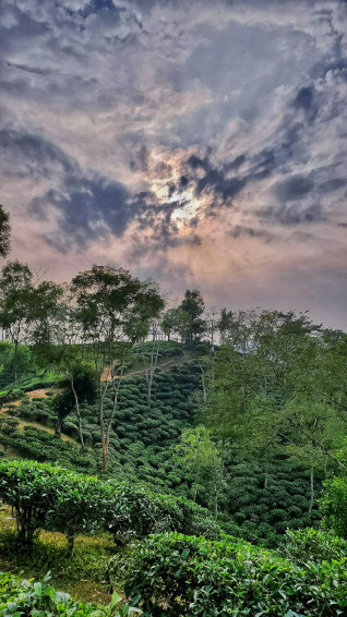Top Tea Garden Wallpaper Full HD 4k To Use