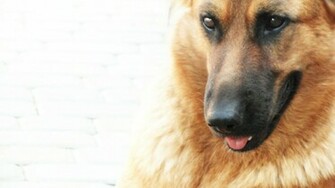 German Shepherd Wallpaper Weddingdressin