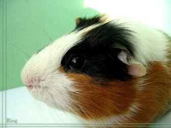 Guinea Pigs Wallpaper Picture