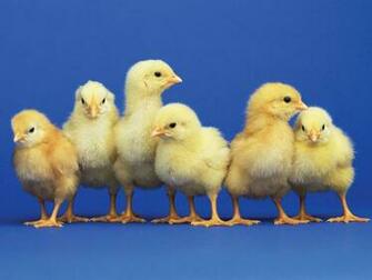 Easter Chicks Wallpaper9