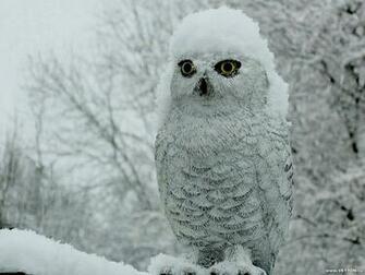 Bird Nature Snowy Owl Animals Birds HD Desktop Wallpaper