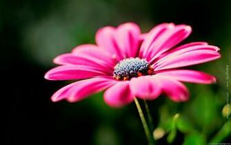 Best Wallpaper Image Flowers Background Sf