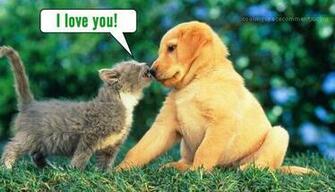 Cats And Kittens Dogs Puppies Image Pictures Becuo