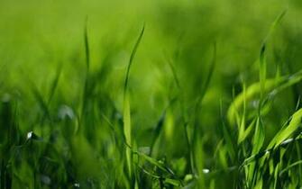 Grass Wallpaper