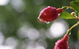Spring Buds Dew Wallpaper HD S