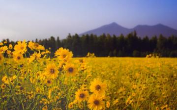 Wallpaper Id A Meadow Full Of Yellow Flowers In The