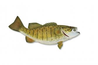 Smallmouth Bass With Clipping Path By Georgepeters