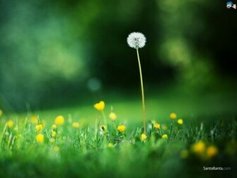 Dandelion Wallpaper