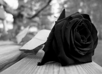 La Senda Del Bardo Rosa Negra