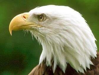 Desktop HD Wallpaper S Bald Eagles