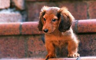 Miniature Dachshund Puppies Wallpaper Puppy No