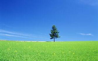 Lonely Tree HD Wallpaper Theme Bin Customization