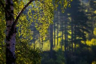 Birch Wood Leaves Blurring Wallpaper