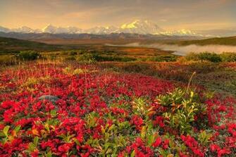Beautiful Floral Image