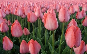 Large Size Tulip Wallpaper Flower