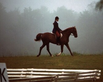 Dressage Wallpaper