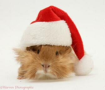 Guinea Pig Wearing A Santa Hat Photo Wp17260