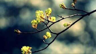 Spring Wallpaper HD Widescreen