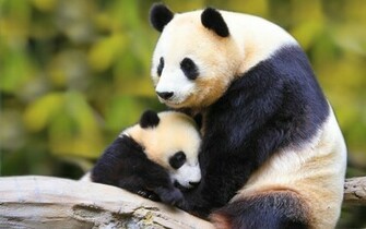 Geographic Panda Forest Baby Green HD Wallpaper Background