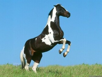 Paint Horse Wallpaper Which Is Under The