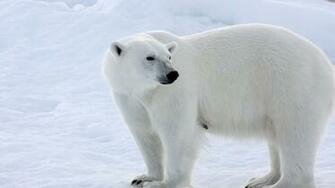 Polar Bear On The Snow Wild Animal