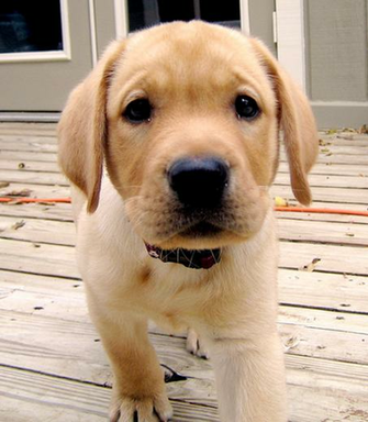 Yellow Labrador Puppy