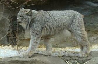 Pet Canadian Lynx HD Wallpaper Background Image